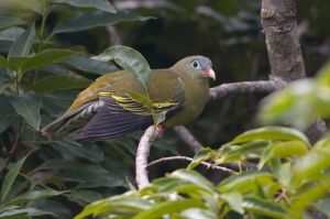白腹針尾綠鳩 白腹針尾綠鳩