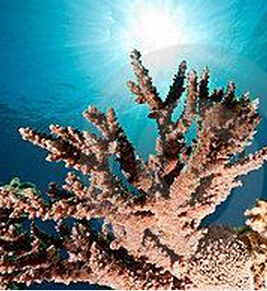 泡沫內溝珊瑚屬 泡沫內溝珊瑚屬