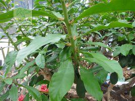 木麒麟屬 木麒麟屬