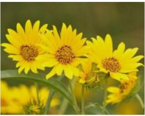 狹葉向日葵 狹葉向日葵