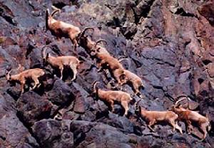 衣索比亞北山羊