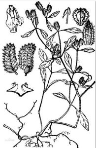 金沙鼠尾黃 金沙鼠尾黃