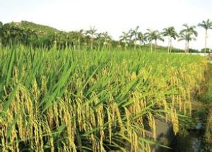 金稻優368 金稻優368