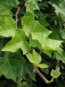 Hedera