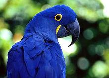 紫藍金剛鸚鵡