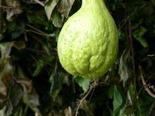 團山自然村[雲南臨滄雲縣漫灣鎮慢光村委會慢團山自然村]