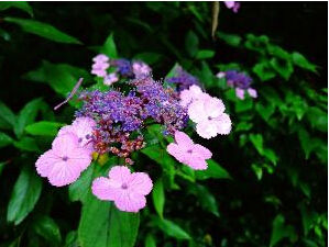 掛苦繡球 掛苦繡球