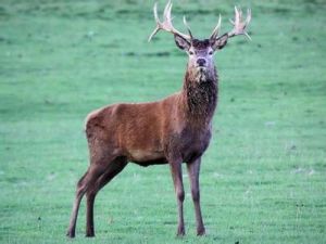 鬣鹿爪哇亞種 鬣鹿爪哇亞種