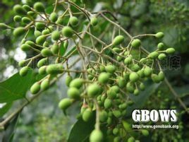 滇桂小蠟 滇桂小蠟