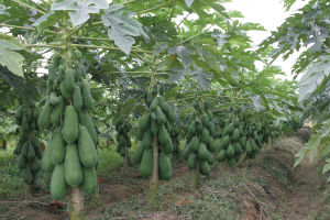 熱帶作物 熱帶作物