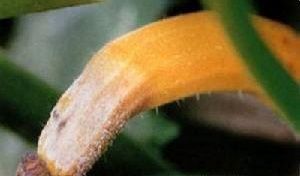 西葫蘆鐮孢霉果腐病 西葫蘆鐮孢霉果腐病