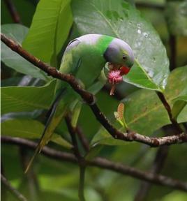 綠領鸚鵡