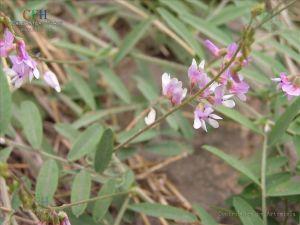 確山野豌豆 確山野豌豆