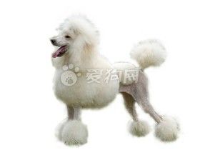 中型貴賓犬 中型貴賓犬