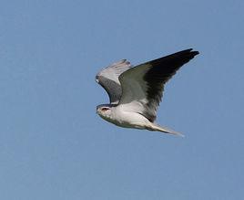 黑京行鳥 黑京行鳥