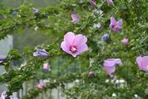 短苞木槿 短苞木槿