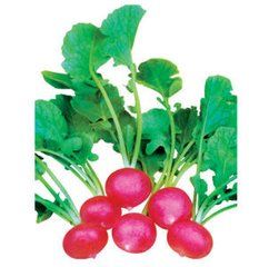 慶發速生紅丁 慶發速生紅丁