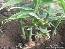生薑[常用調味植物]