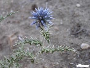 全緣葉藍刺頭 全緣葉藍刺頭