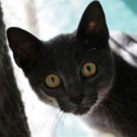 克拉特貓 克拉特貓