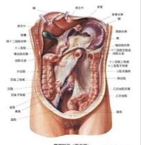 男性腹腔