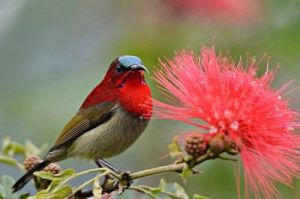 黃腰太陽鳥高棉亞種