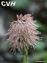 蛾眉石鳳丹 蛾眉石鳳丹