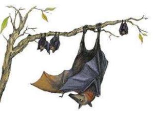 伏翼新疆亞種 伏翼新疆亞種