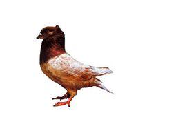 巨型毛冠鴿 巨型毛冠鴿