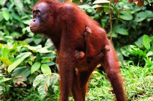 紅毛猩猩 紅毛猩猩