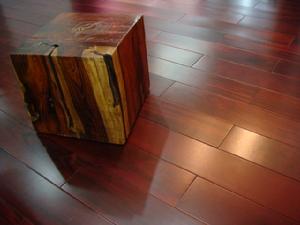 孔雀豆木 孔雀豆木