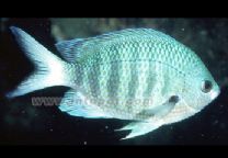 雜色豆娘 雜色豆娘