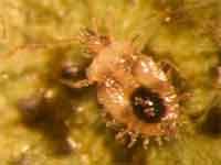 梨冠網蝽 梨冠網蝽