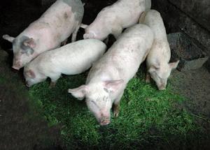 雷波芭蕉芋豬 雷波芭蕉芋豬