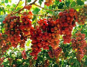 和田紅葡萄 和田紅葡萄