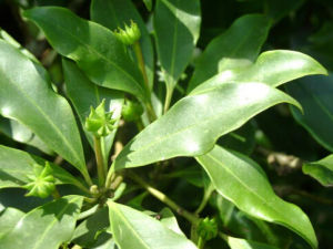 滇南八角 滇南八角