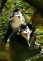稀有動物—黔金絲猴