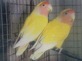 紅頭太陽鸚鵡 紅頭太陽鸚鵡