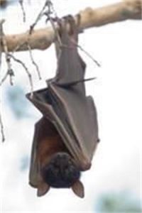 寬齶狐蝠屬 寬齶狐蝠屬