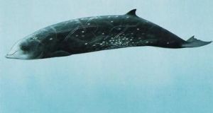 斯氏喙鯨 斯氏喙鯨