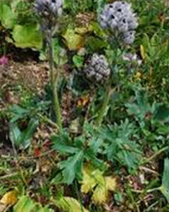 短距翠雀花 短距翠雀花
