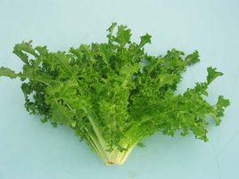 苦細葉生菜