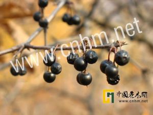 脫毛皺葉鼠李果實