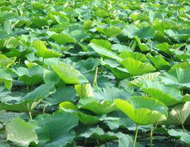 荷葉[歐陽修的詩《荷葉》]