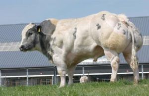 藍白花牛 藍白花牛