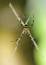 蜘蛛網[蜘蛛編織的網狀物]