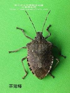 茶翅蝽 茶翅蝽