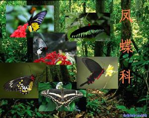 鳳蝶科