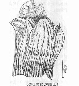 缺刻藤壺描繪圖