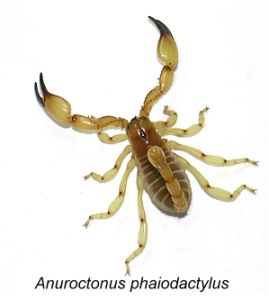 十條腿蠍 十條腿蠍